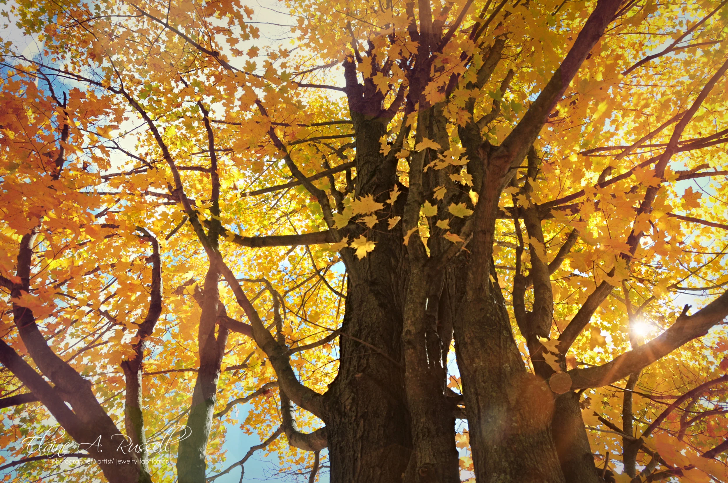 trees2 (1).jpg