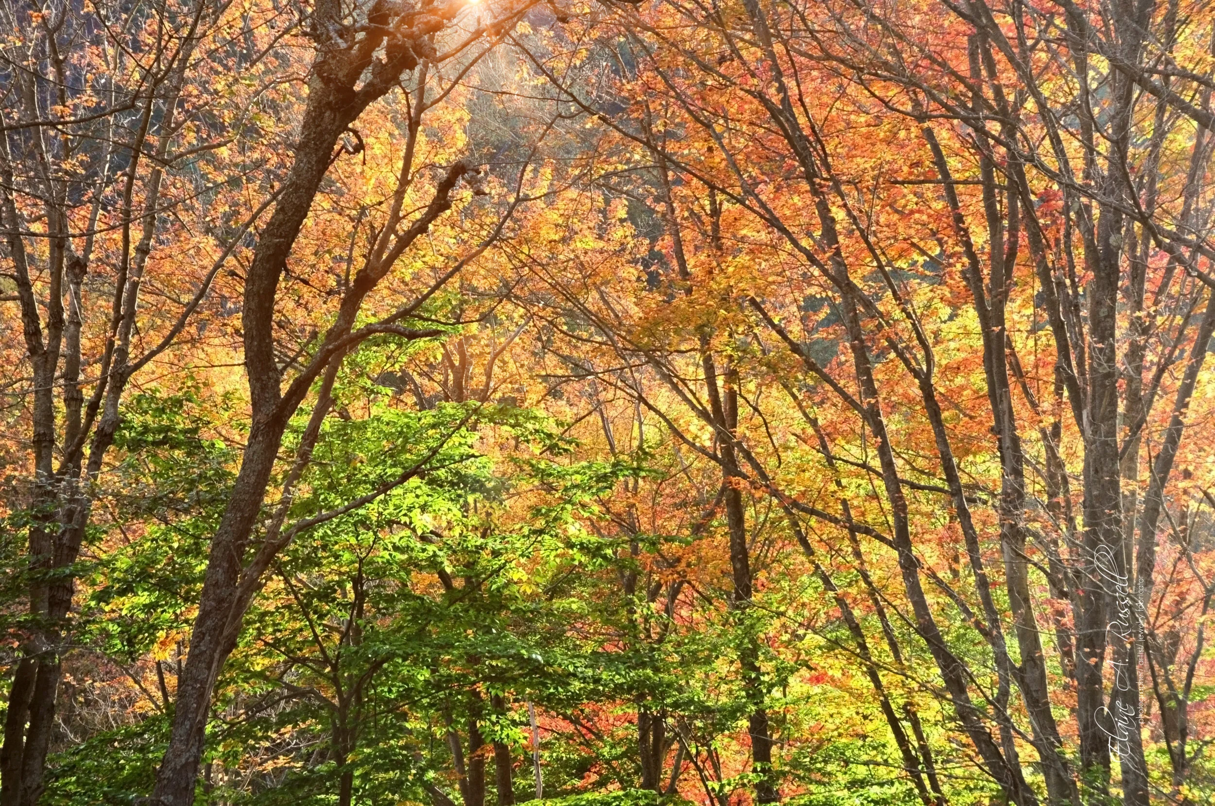 FallColor2.jpg