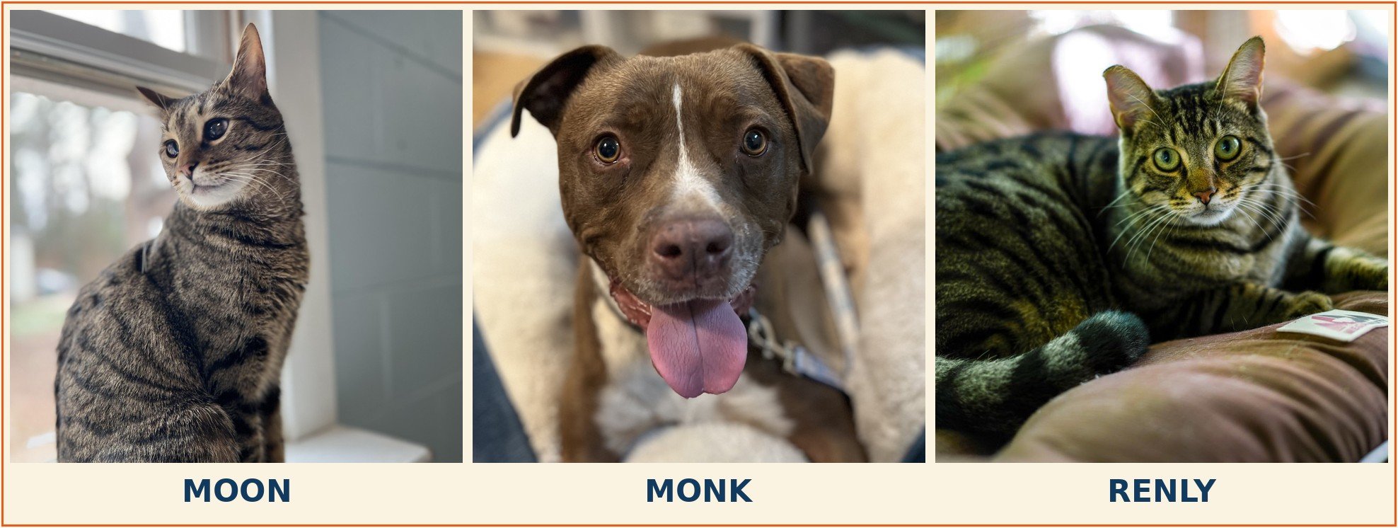 Long Stay Shelter Animals with Sponsored Adoption Fees