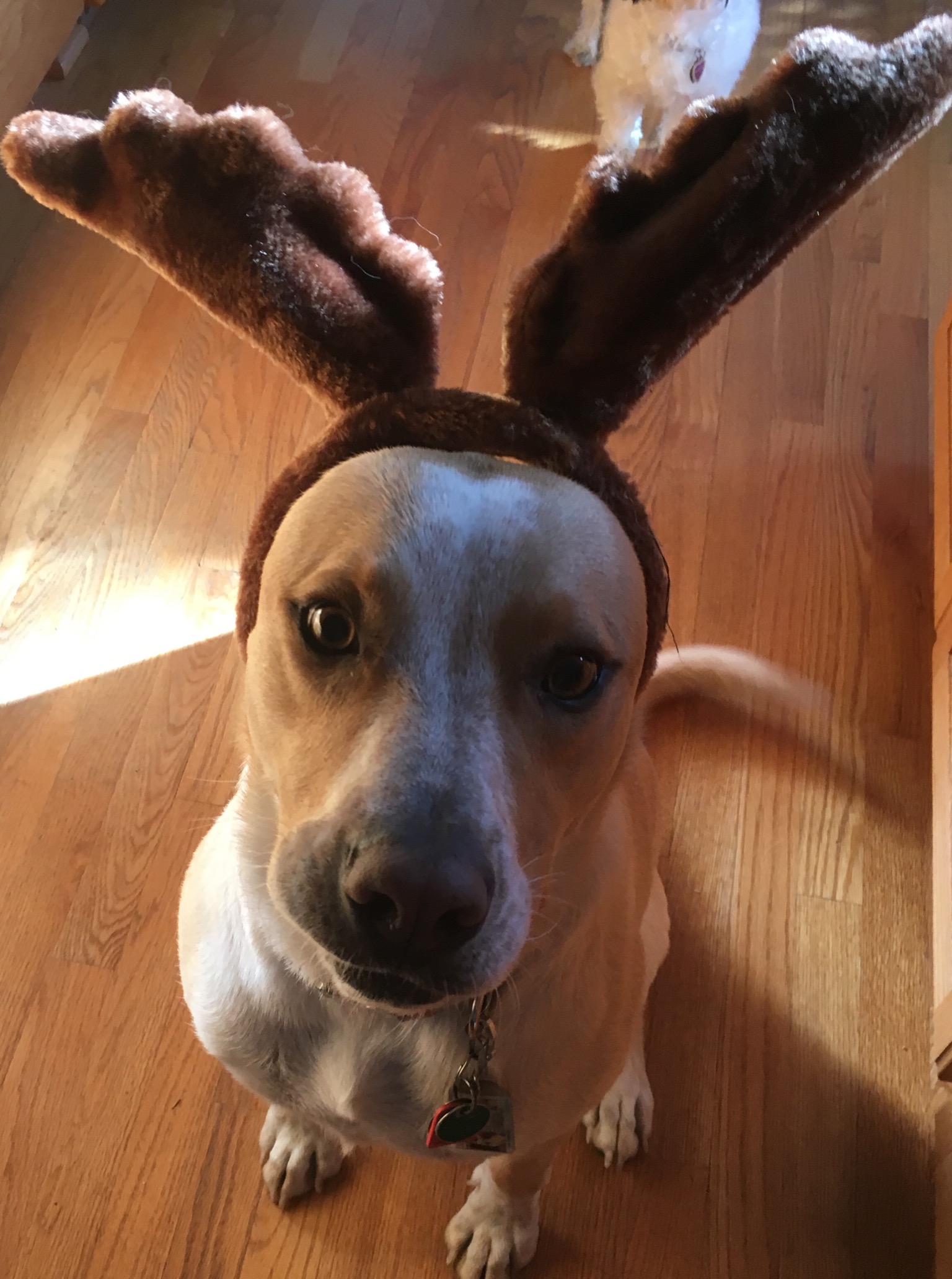 Ready for Christmas!