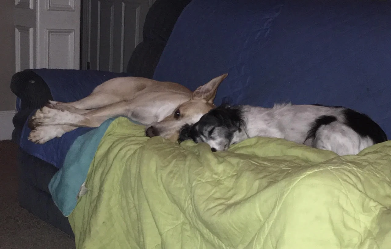 Milo snuggling on the couch with his brother Maxx