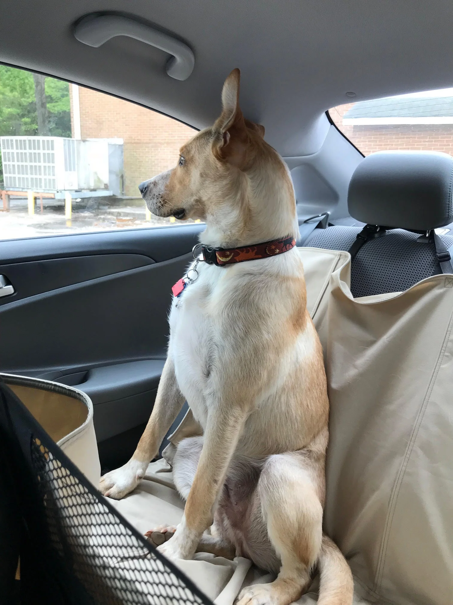 Riding in the car