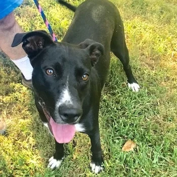 Featured Adoptable: Princess Princess is an 8 month old labrador/retriever mix who loves people, other dogs, her kiddie pool and belly rubs. She is up to date on shots, spayed, and micro-chipped. Read more about her here.