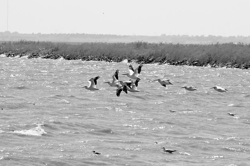 Flying Low (Aug 2019)