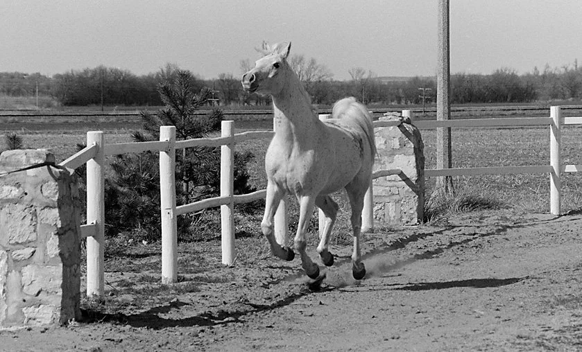 An Approaching Horse (Mar 1983)