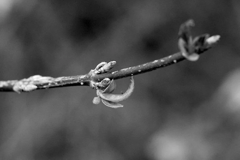 Budding Branch 1 (Apr 2020)