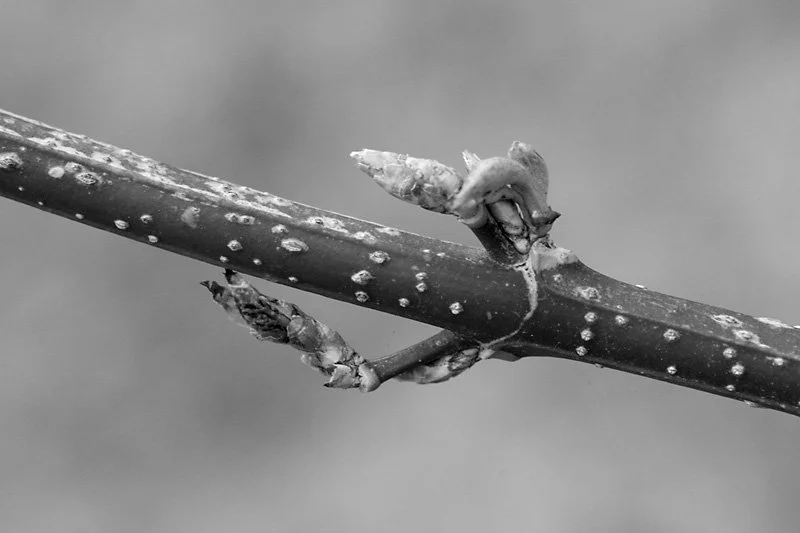 Budding Branch 2 (Apr 2020)