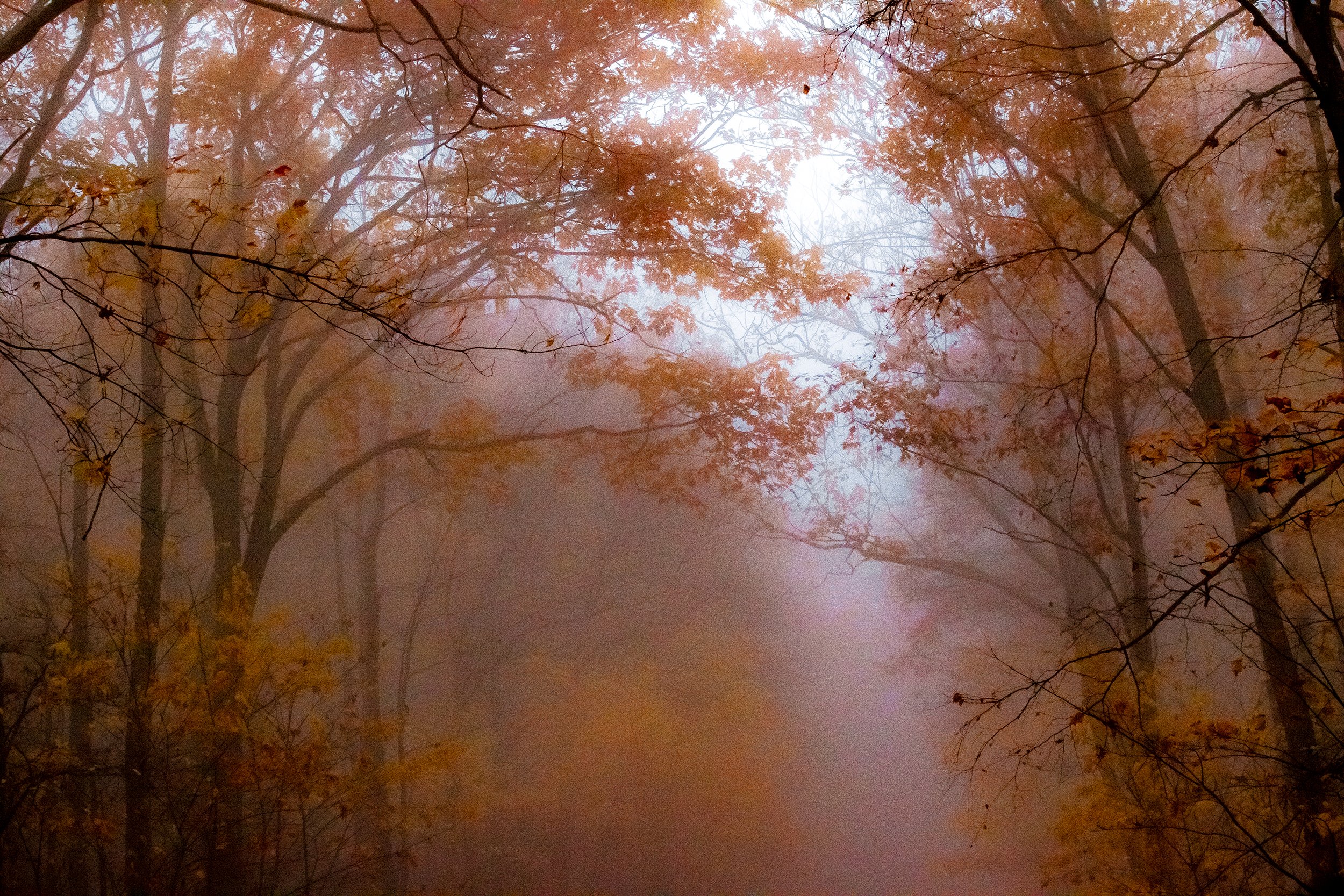Rothrock State Forest - October 2022