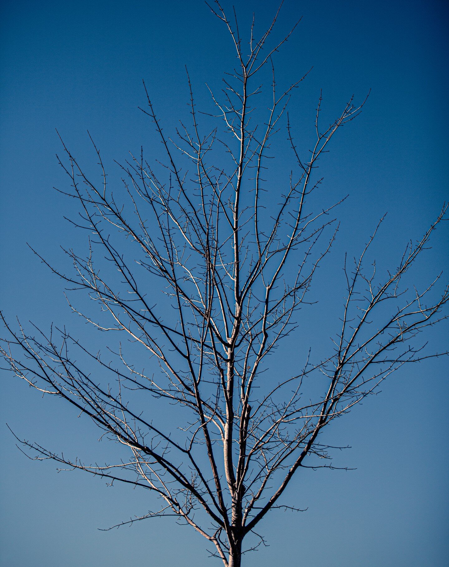 The leaves are gone. The freeze is on.