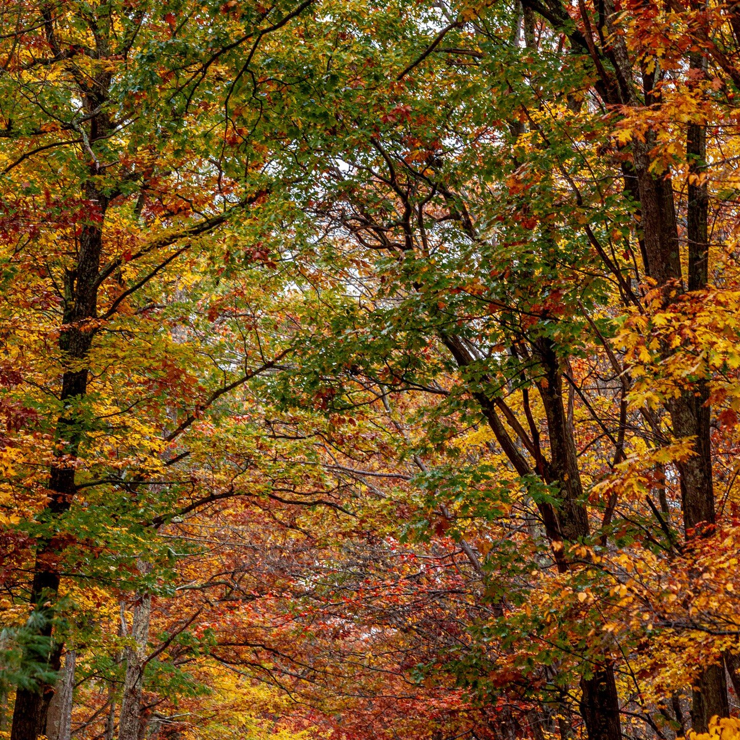 Peak #fallcolors at #Rothrock State Forest near #statecollege #pennsylvania. Seems like yesterday!