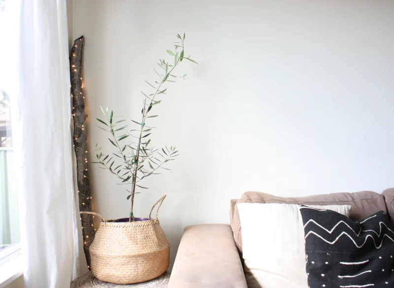 olive tree.jpg