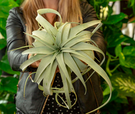 Unique and Unusual: Tillandsia xerographica