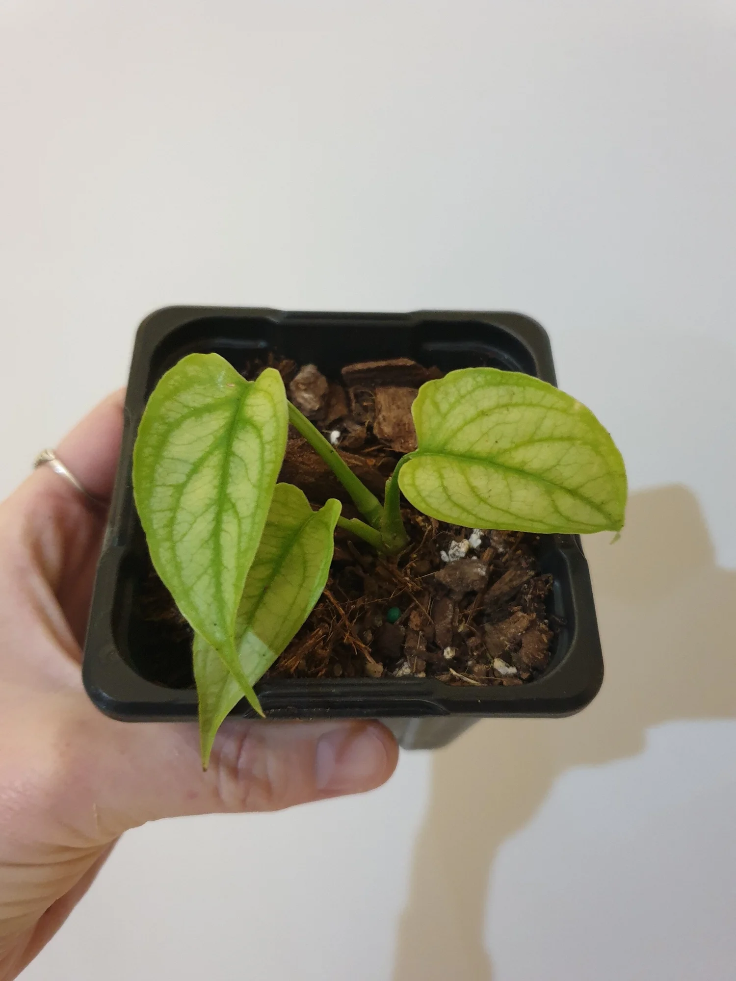 Monstera Siltepecana El Salvador 80mm Mae Thorani Plants