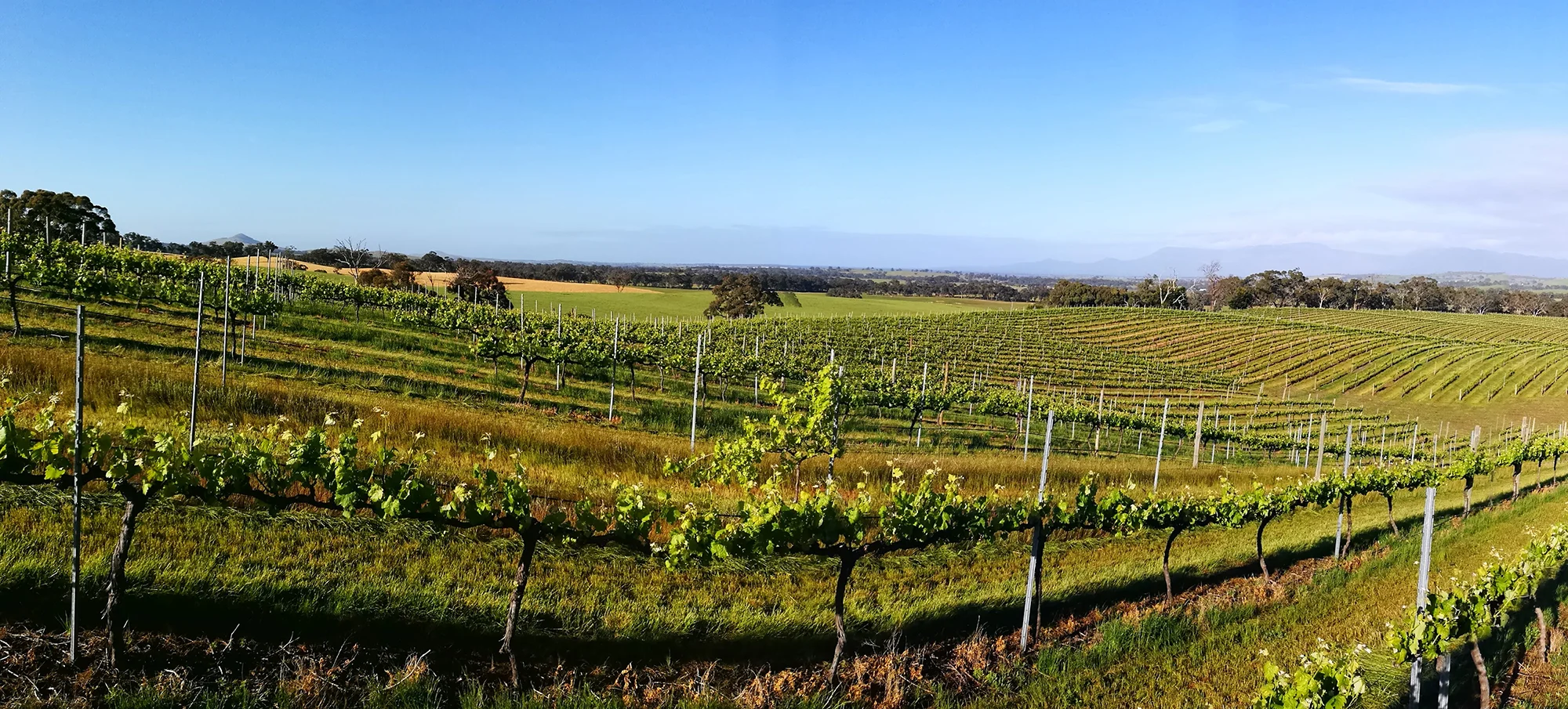 PANORAMA-VINEYARD.jpg