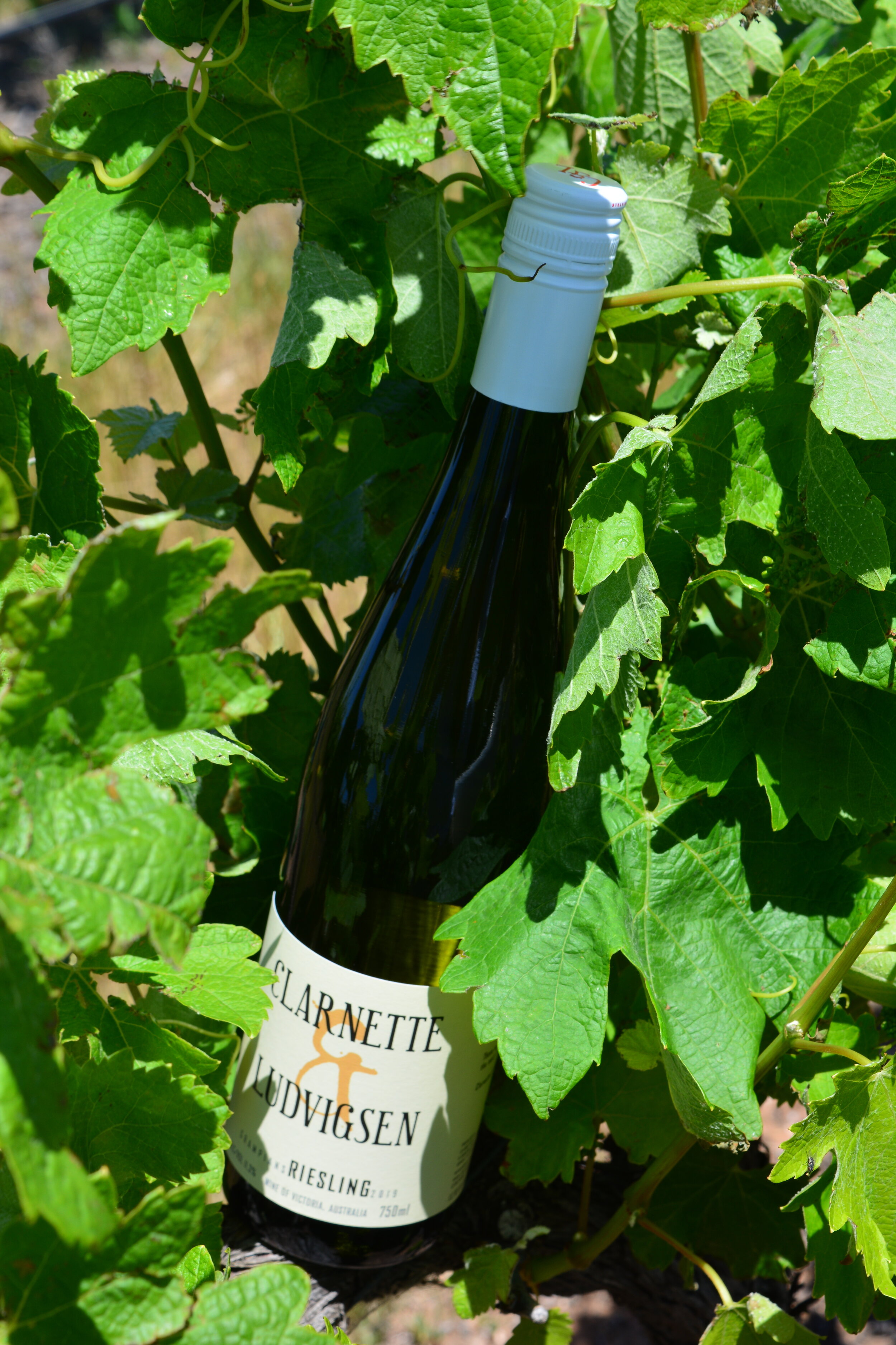 2019 Riesling has arrived 