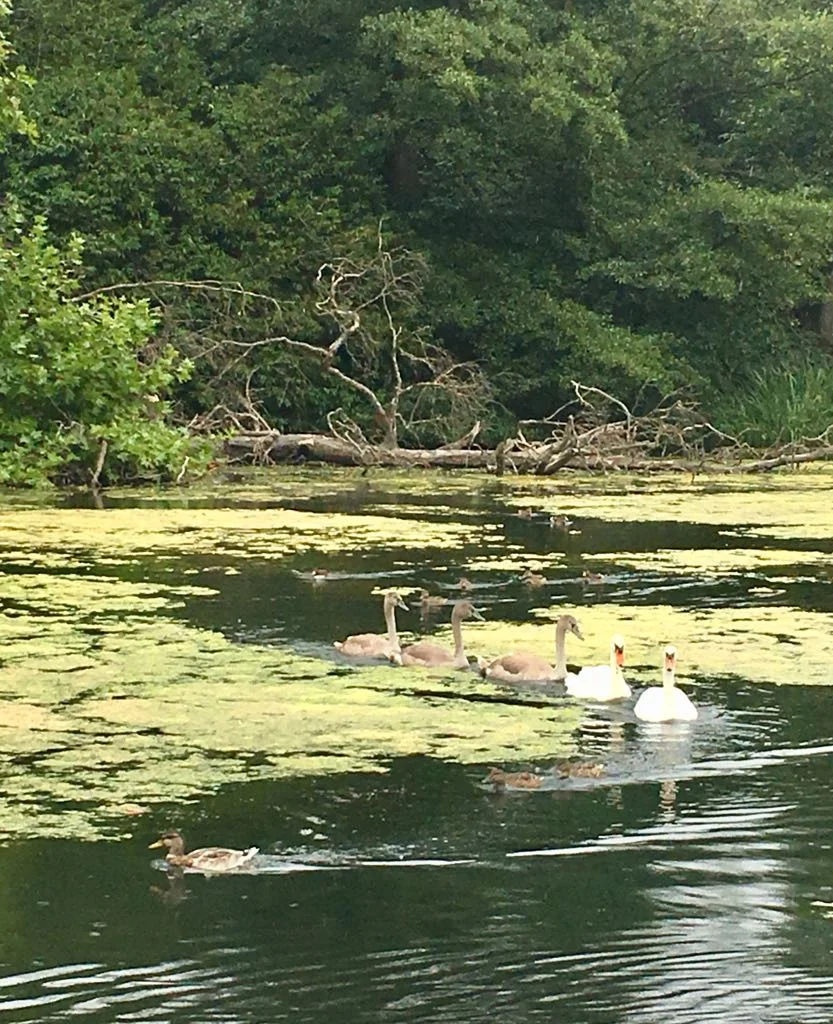 Shift your perspective by doing a mindful walk (in the rain)