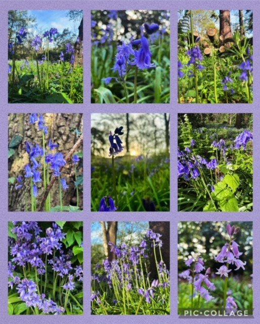 bluebells.jpg