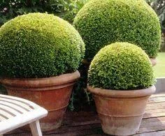 Buxus balls.jpeg