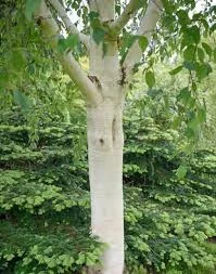 Betula utilis v jacquemontii.jpeg