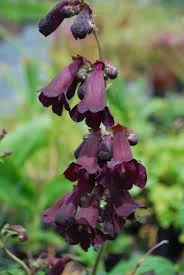 Penstemon raven.jpeg