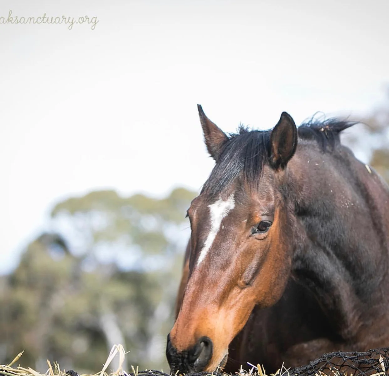  Why I Say Nup To The Cup 