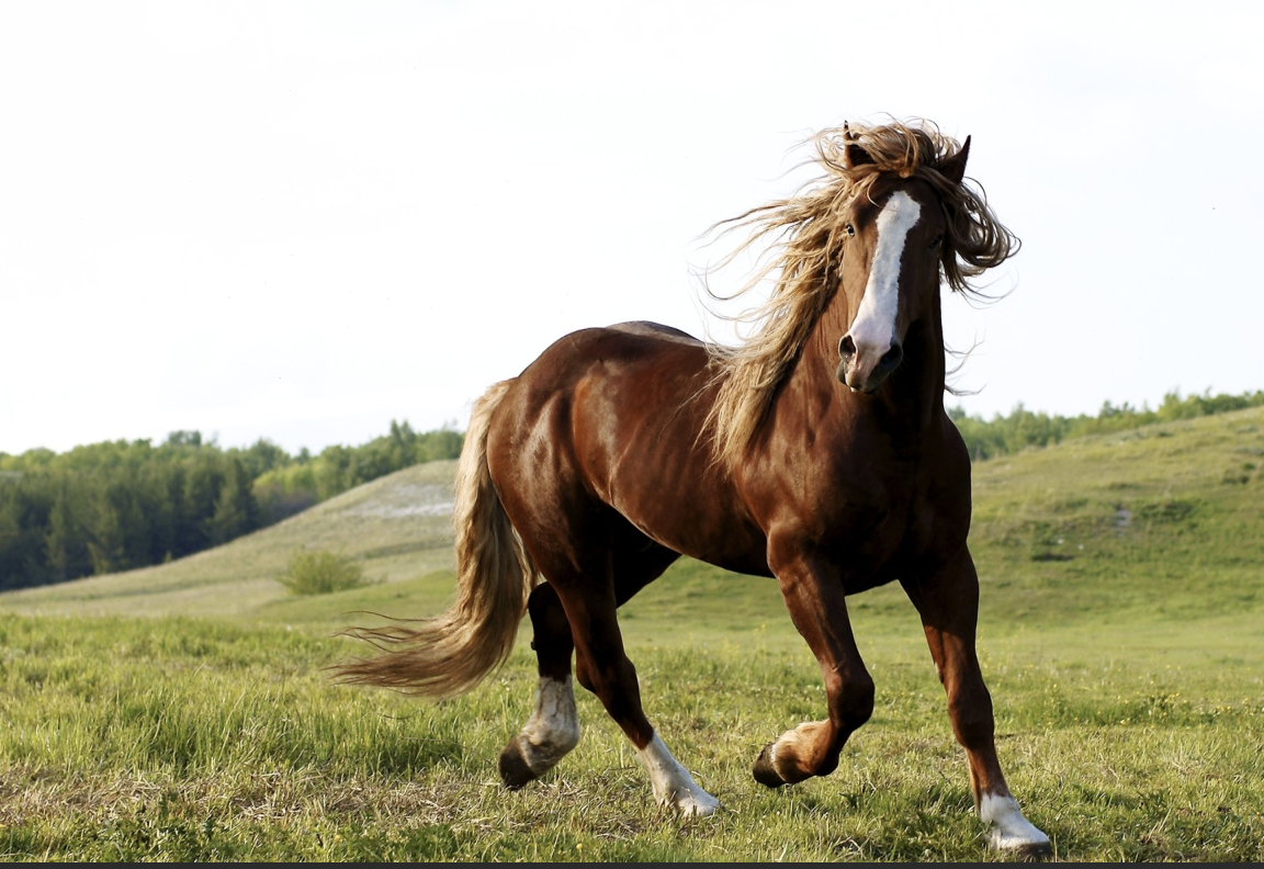 Why I’m Taking a Stance Against Horse Racing