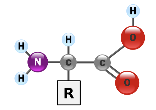 The Importance of Amino Acids
