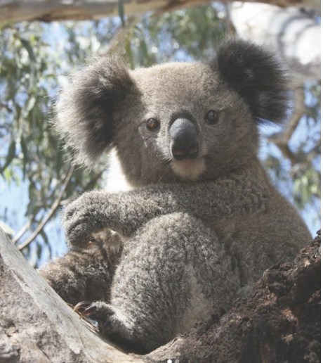 In the Spotlight: Wildlife Rescue South Coast