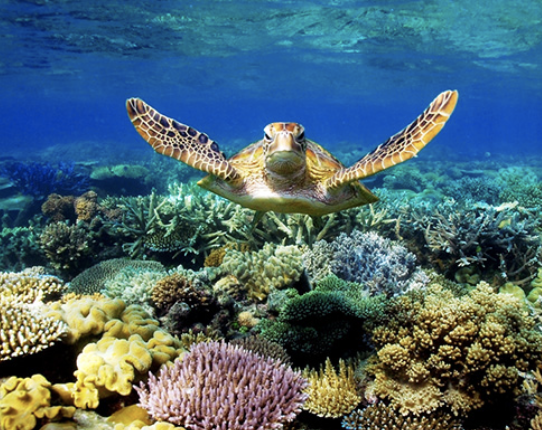 Is Your Sunscreen Killing the Reefs?