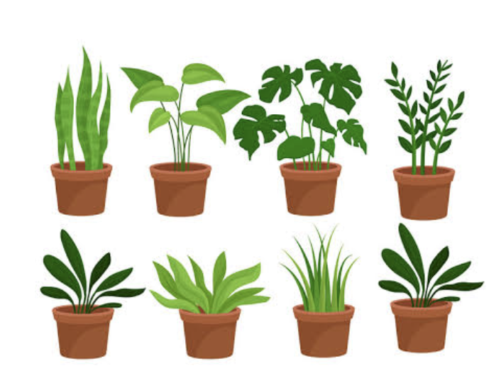 10 Plants to Improve Your Air Quality at Home