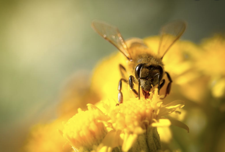 Is Honey Vegan? Here’s What You Need to Know