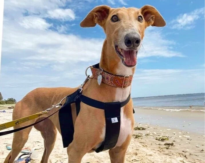 In the Spotlight: Greyhound Rescue