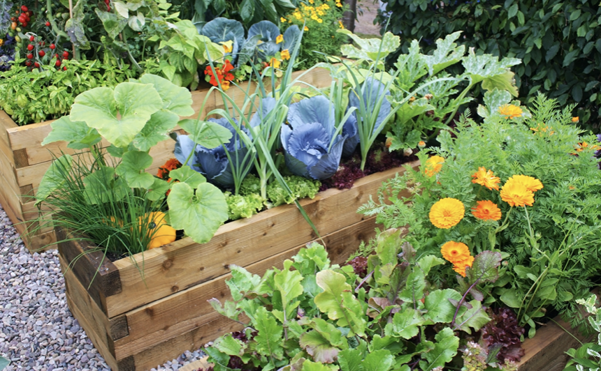 Creating a Sustainable Home: 5 Easy Plants to Grow for Food