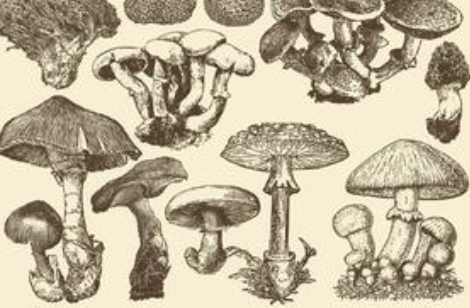 5 Benefits of Medicinal Mushrooms