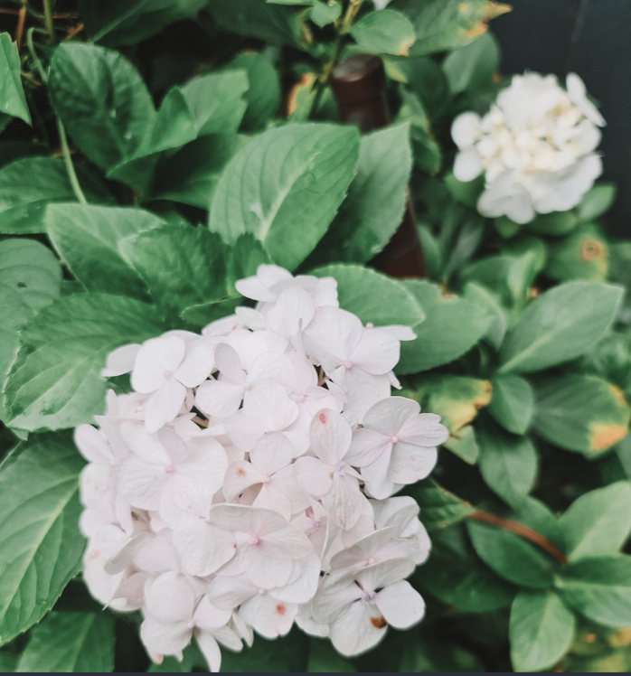 Creating a Native Sanctuary in Your Garden