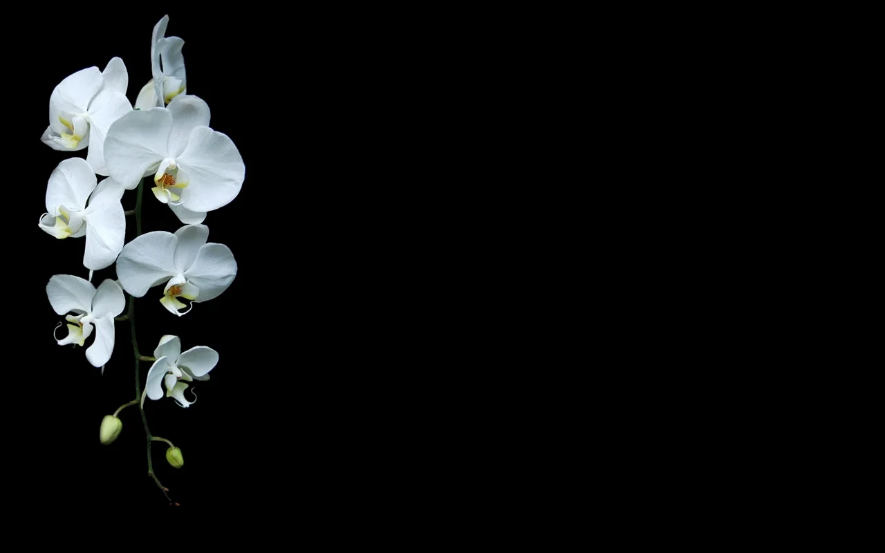 orchid.jpg