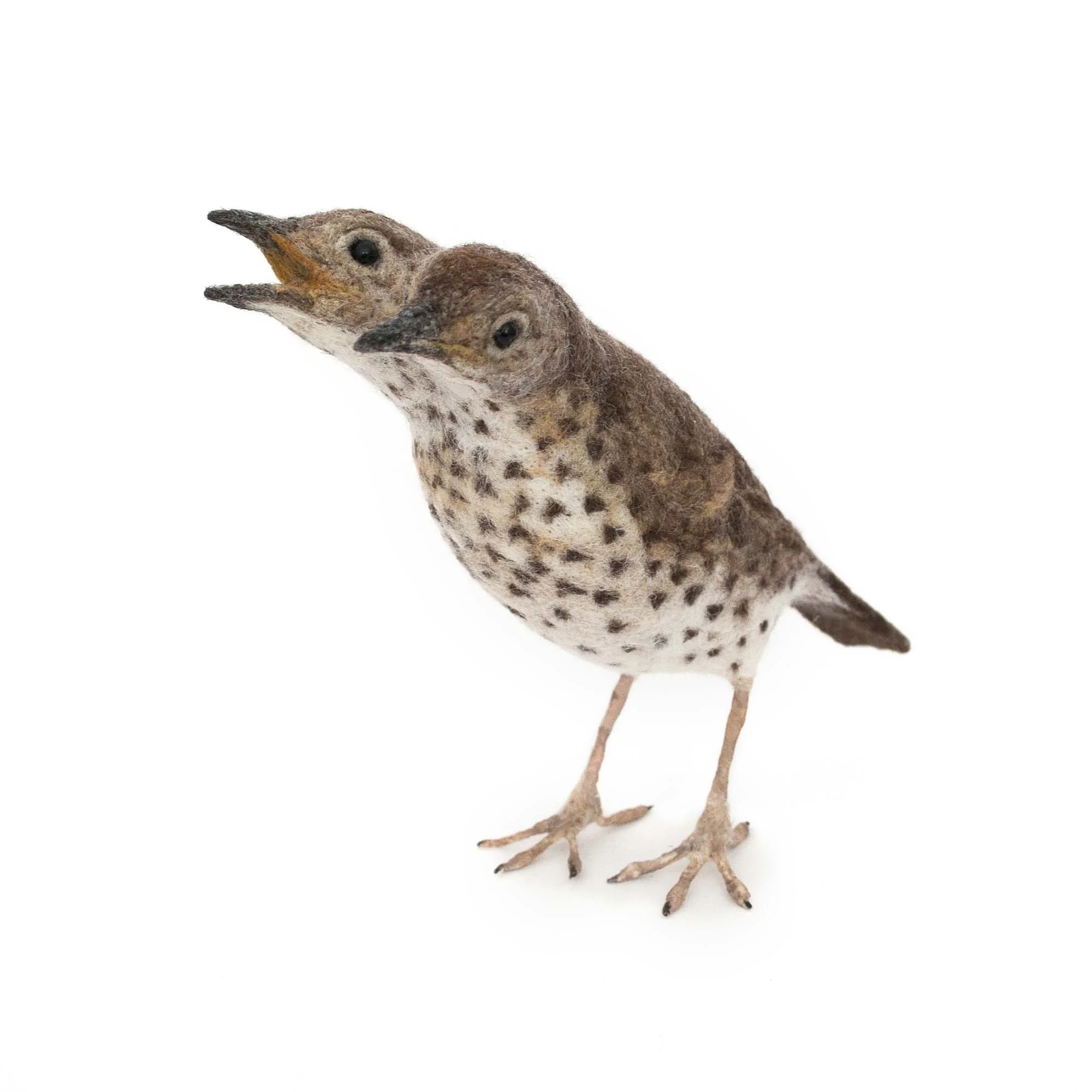 Song Thrush Curiosity