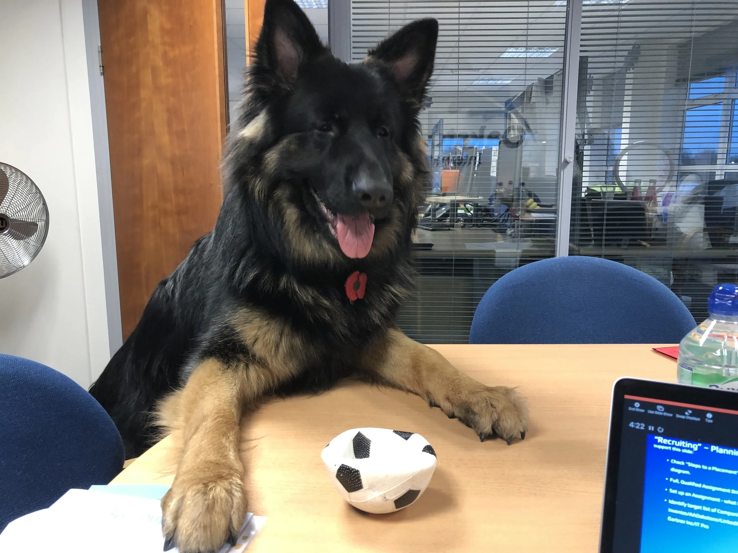 A big happy birthday to Kuga!