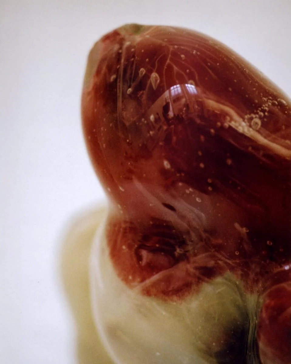 polyp_03.jpg