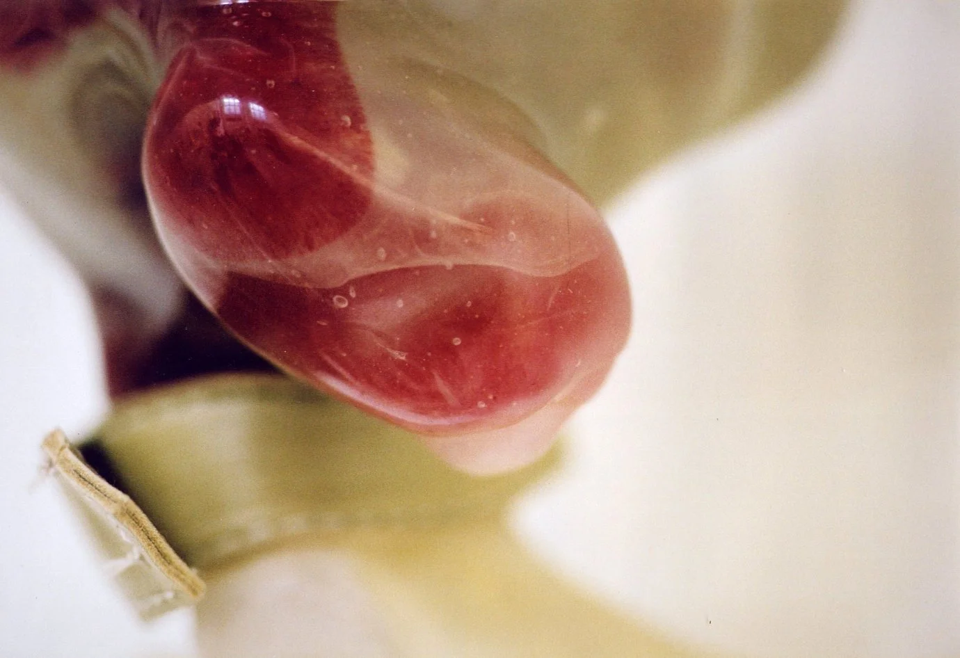 polyp_07.jpg