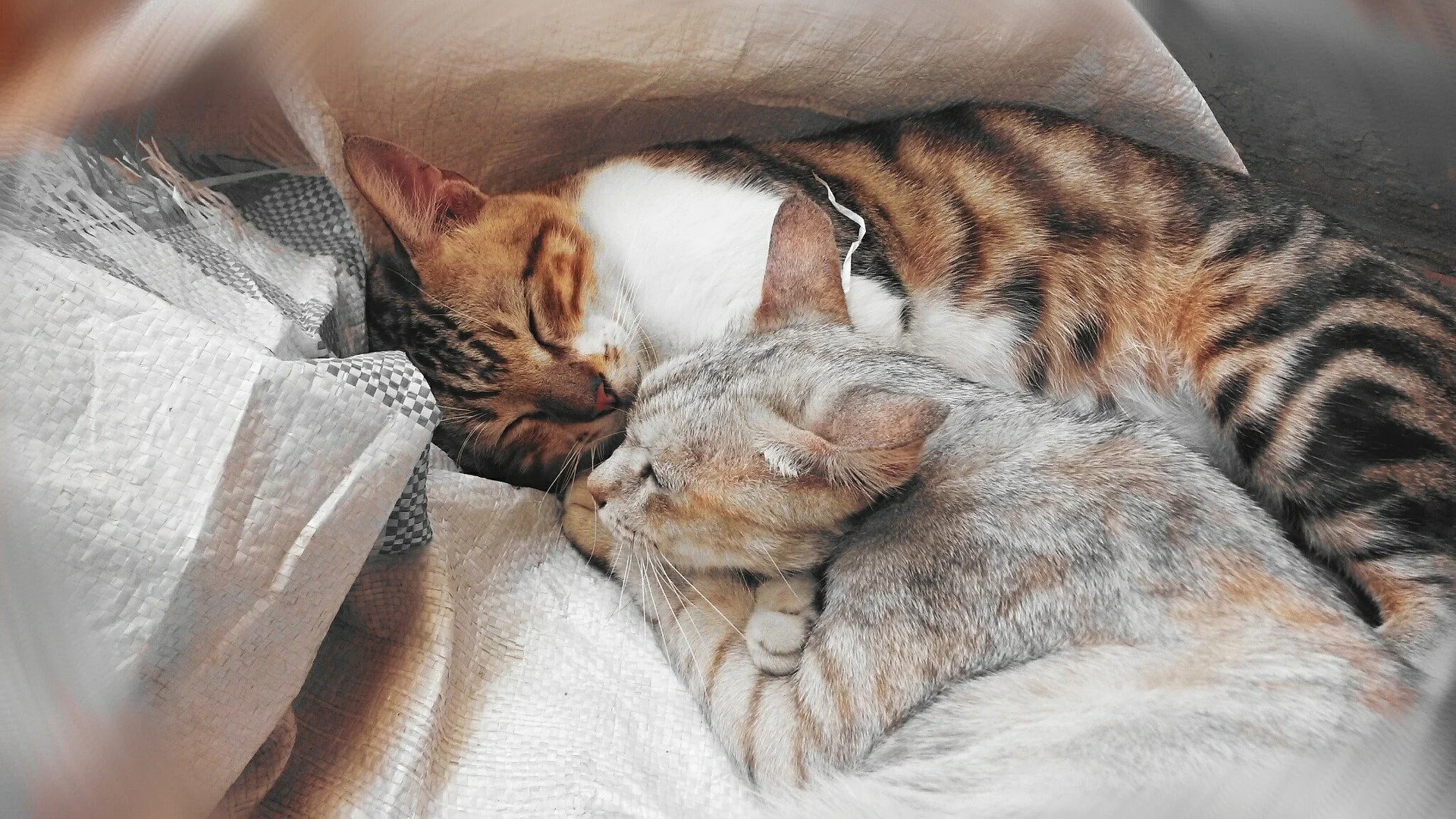 On Cuddling