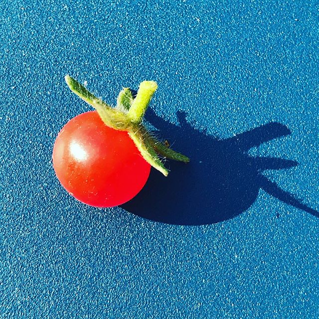 La plus petite tomate du monde! .
.
.
.
#jardin#summer#veggies#garden#natural#playful#freshfood#micafood#bestfoodfeed#bestfoodpics#belgium#brussels#picoftheday#food#healthyfood#foodporn#foodie#foody#yummy#love#healthylifestyle#organic#tomatoes Belgiu