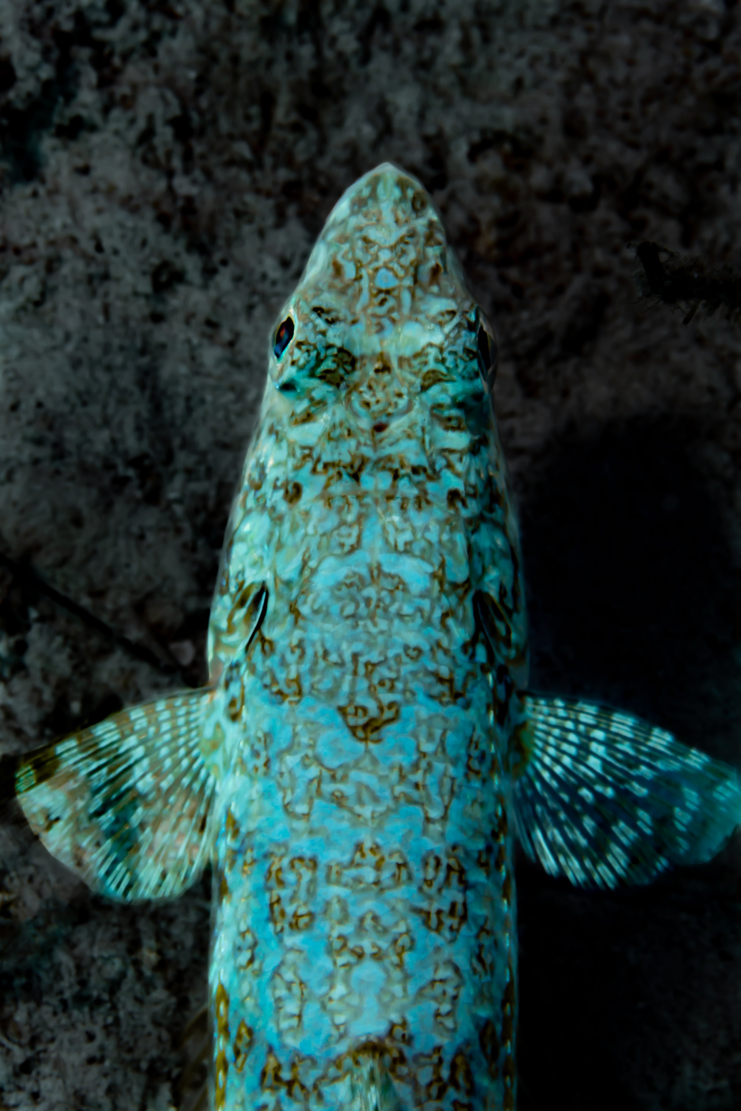 DSC07926-2.jpg