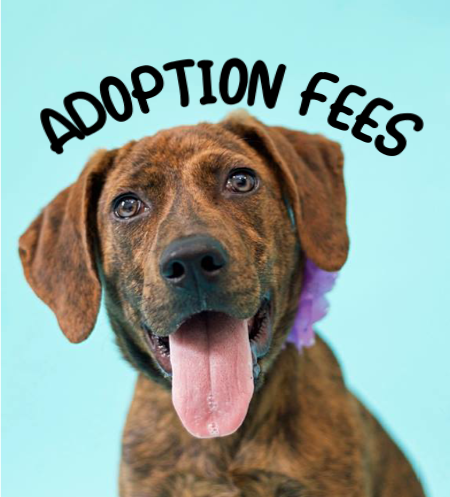Adoption Fees Graphic.png