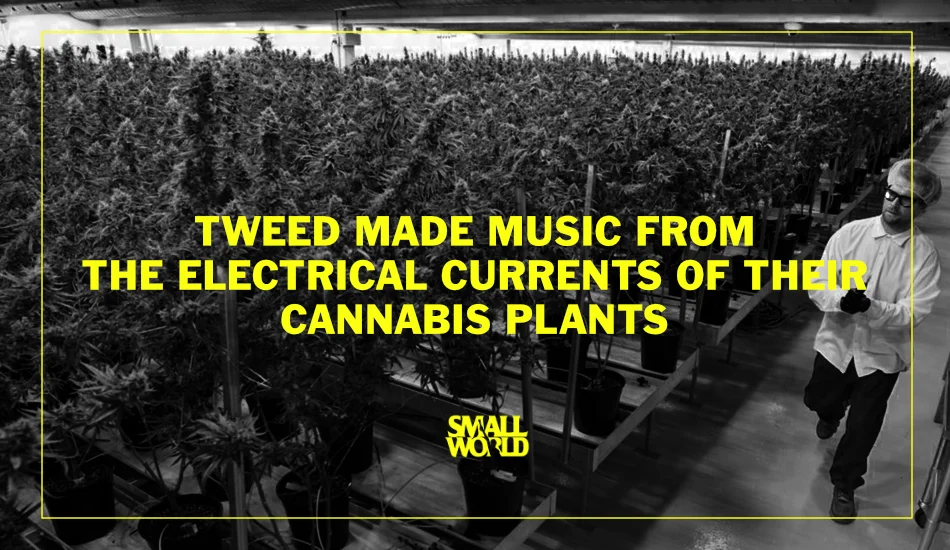 Smallworld-LIVE-Ottawa-events-cannabis-tweed-made-music-from-their-plants.jpg