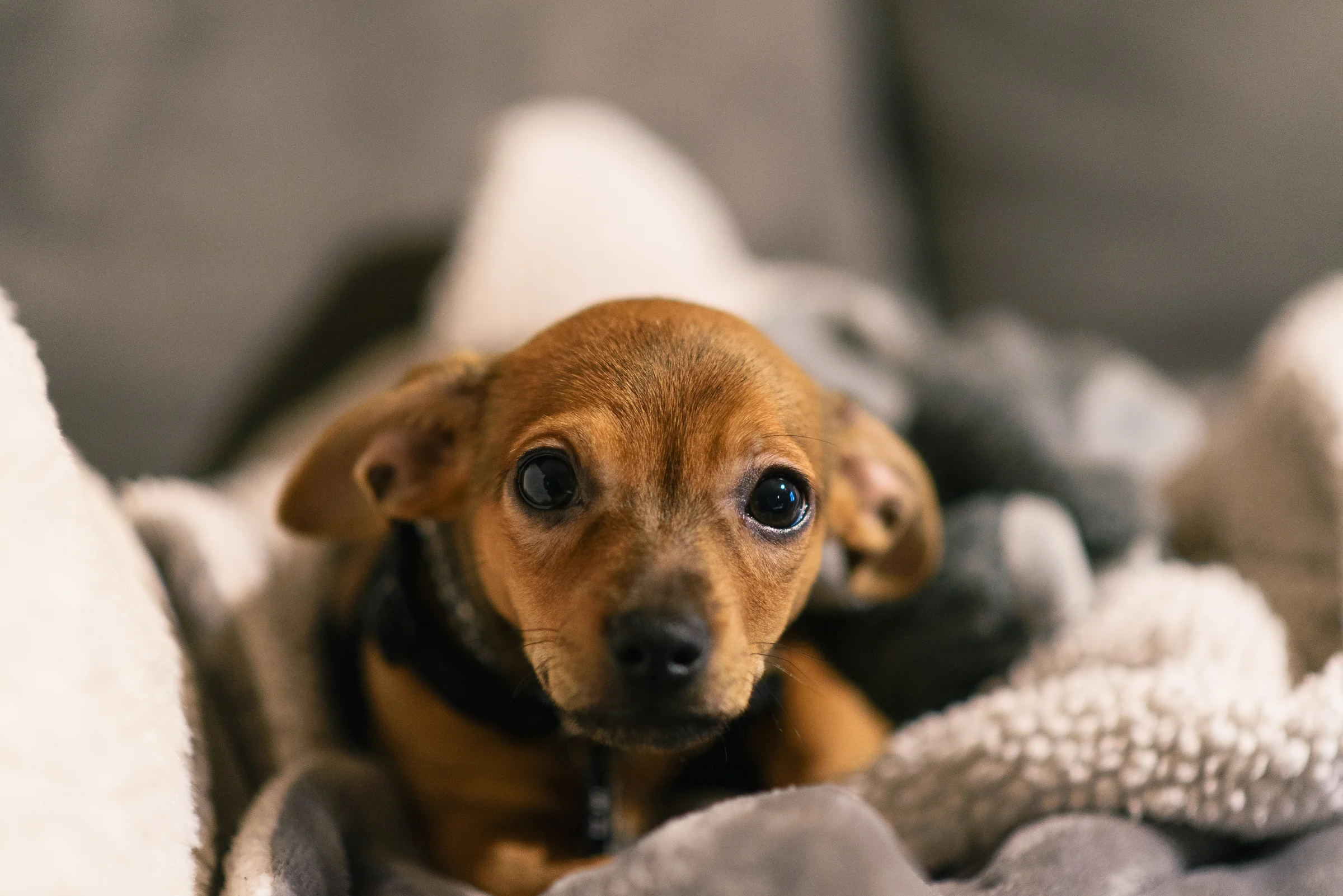 11-20-18_Tito-013.jpg