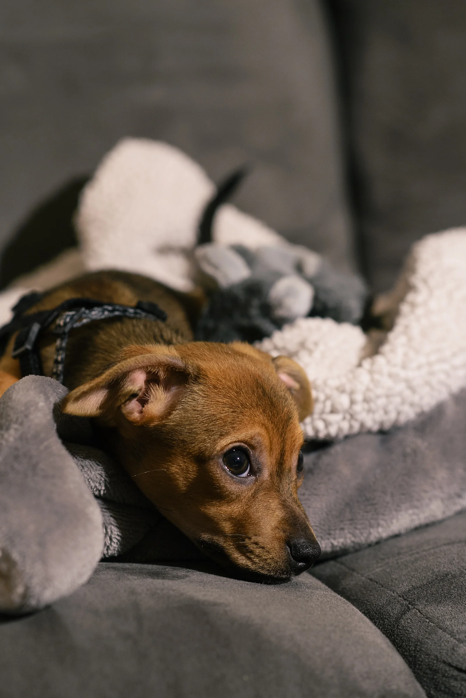 11-20-18_Tito-023.jpg