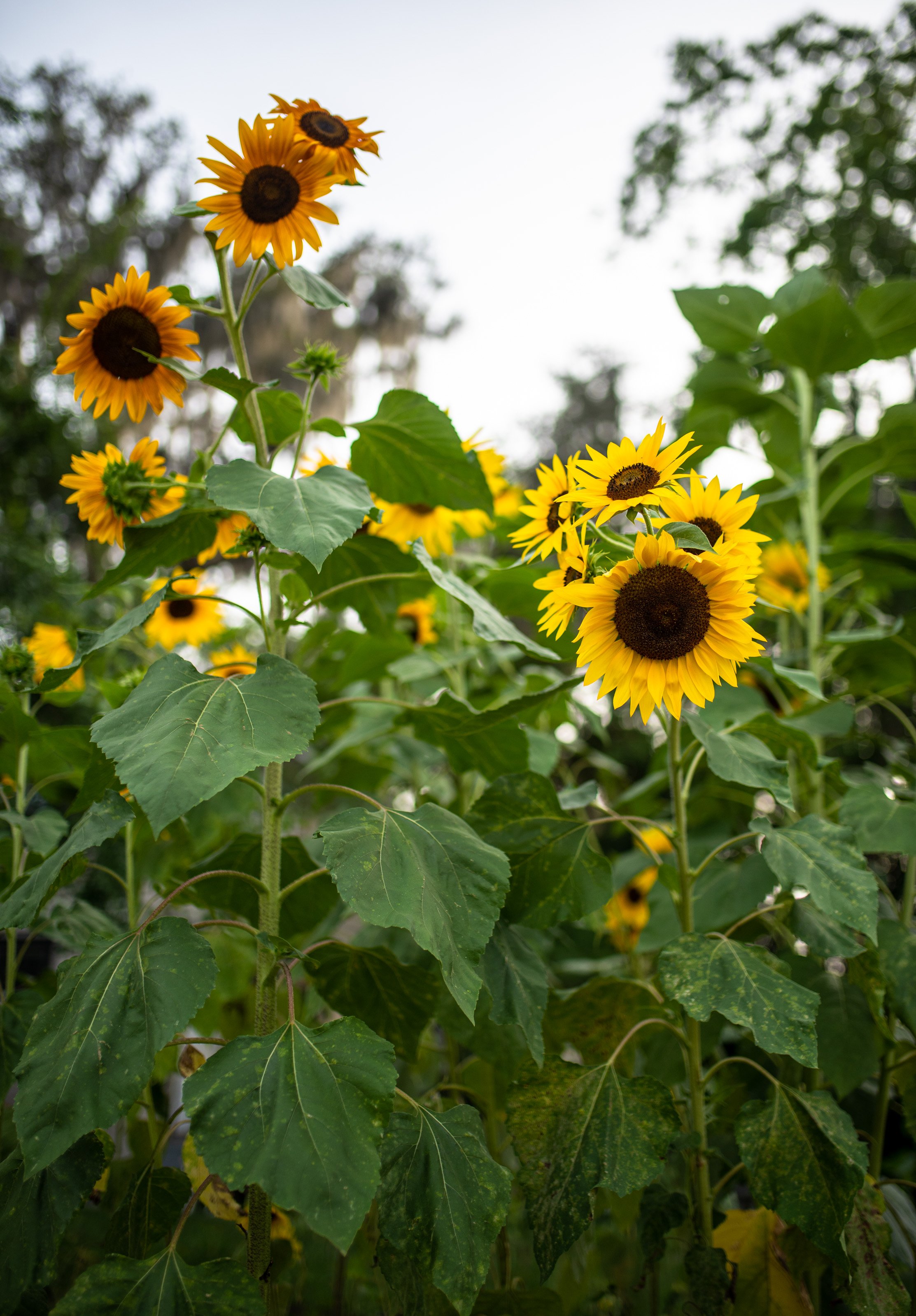 20220522_Sunflowers-4826.jpg