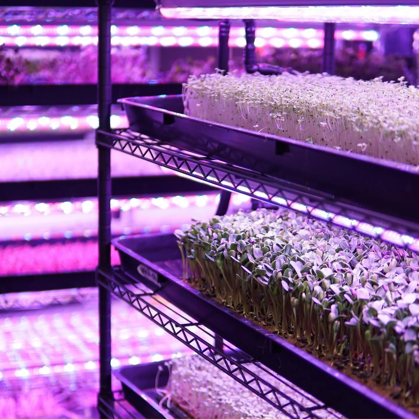 Kesäseteli mahdollisti Pinoa Foodsille kesätyöntekijöiden palkkaamisen