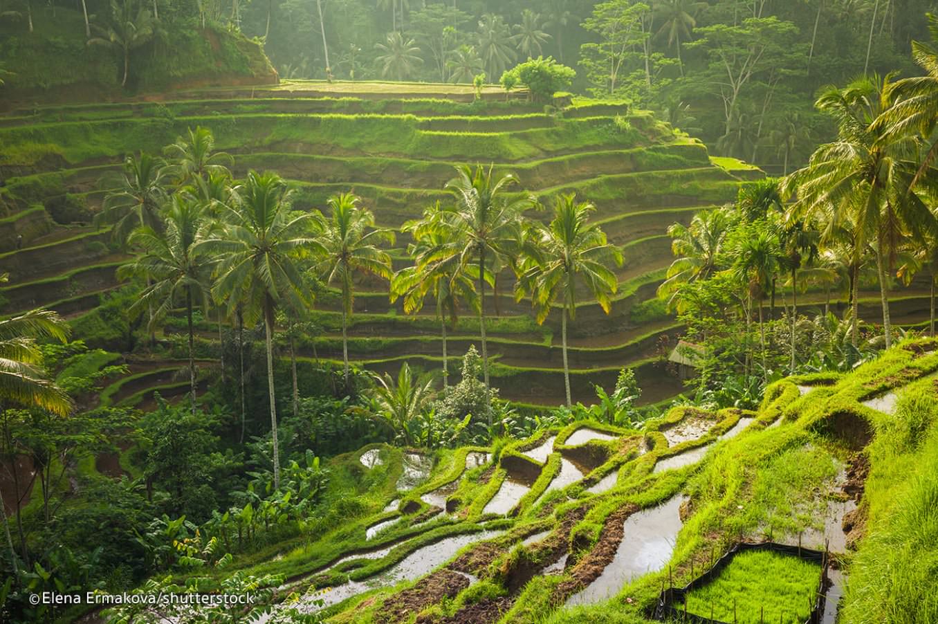 tegalallang-rice.jpg